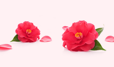 Hydrate, Protect, Replenish: Exploring the benefits of Japanese Camellia Oil