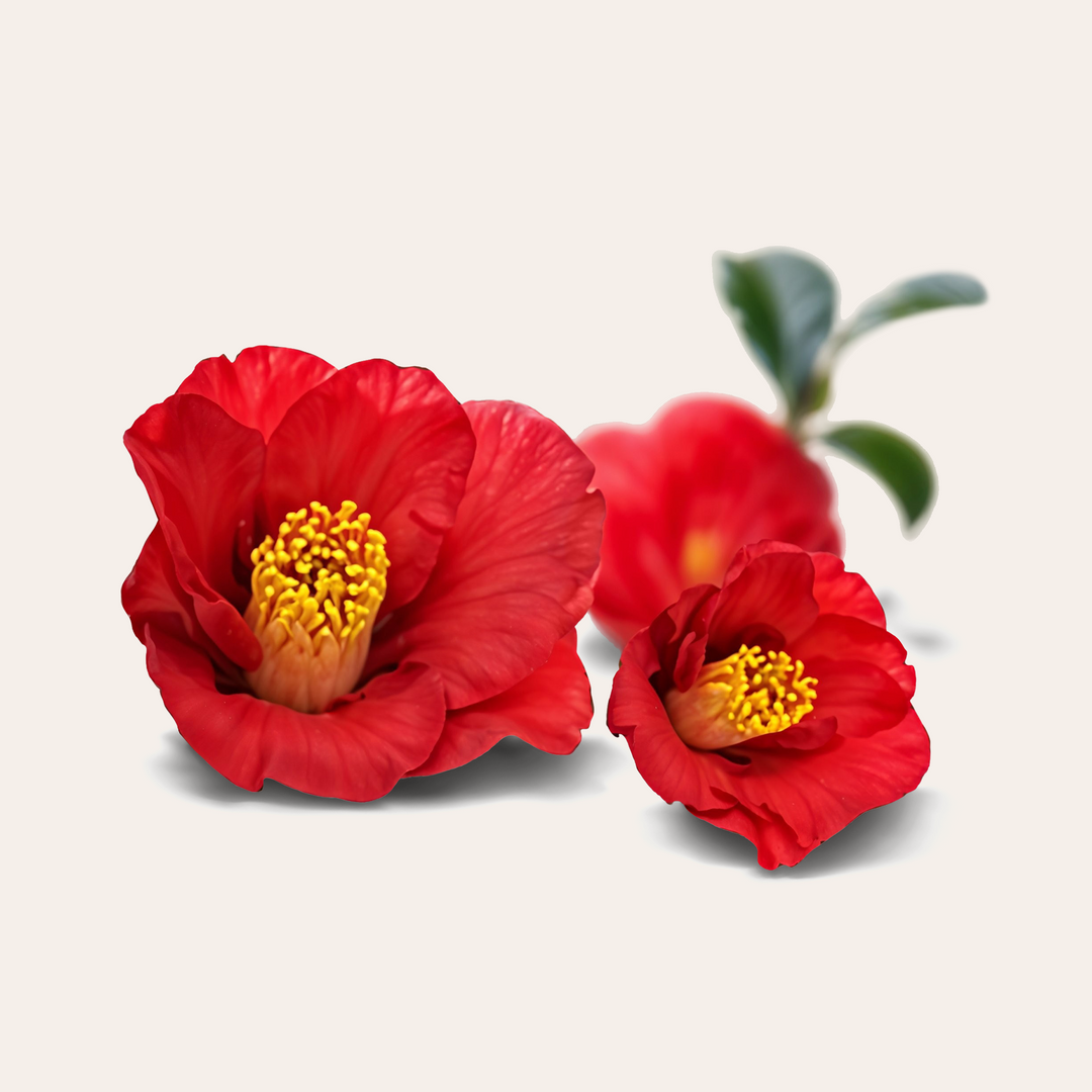 100% Pure Japanese Camellia Oil