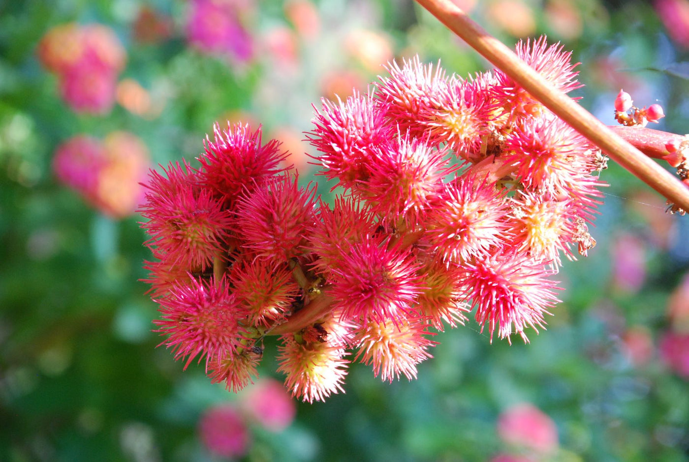 Castor Oil Plant - Oleo Botanicals