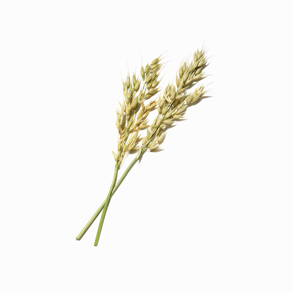 Rice Bran Oil — Botanical Formulations
